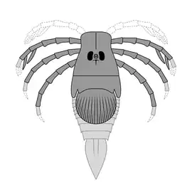 Reconstruction of ''Megarachne'', with parts missing from its fossils based on fossils of its relatives.