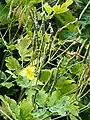 Greater Celandine, Chelidonium majus, by car park