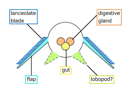 Opabinia cross-section based on Budd and Daley (2011)