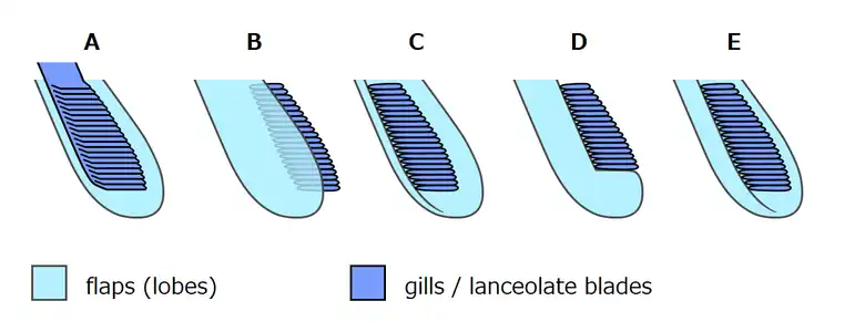 Various interpretations on the flap and gill structures of Opabinia regalis A: Whittington (1975), B: Bergström (1986), C: Budd (1996), D: Zhang & Briggs (2007), E: Budd & Daley (2011)