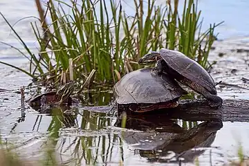 painted turtles