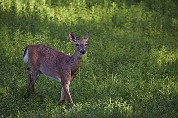 White-tailed Deer