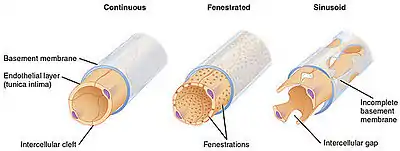 Types of capillaries–sinusoid on right