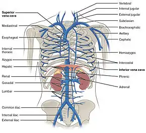 Veins of the thoracic and abdominal regions