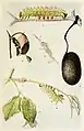 Illustration of larvae and pupae