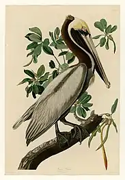 The Brown Pelican, #251