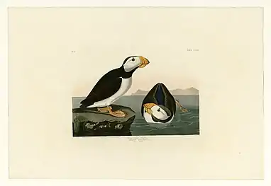 The Large-Billed Puffin, #293