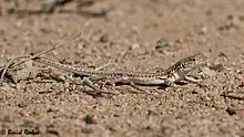 Acanthodactylus opheodurus from Saudi Arabia