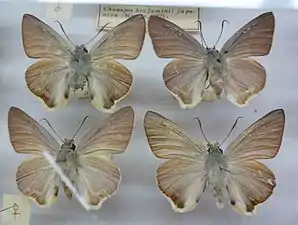 Museum specimen