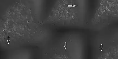 Boulders and tracks, as seen by HiRISE under HiWish program The arrows show a boulders that have produced a track by rolling down dune. Location is Mare Boreum quadrangle.