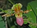 Flower of Paphiopedilum glaucophyllum