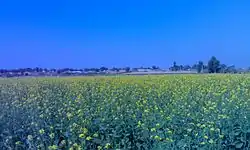 Mustard fields in 4 KLM Village