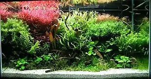 Aquarium containing a variety of plants and a piece of driftwood, with white gravel at front and a plant with red leaves at the upper left.