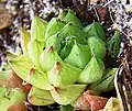 Haworthia marumiana var. redii