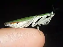 Adult female Pseudoharpax virescens