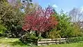 Tree in bloom