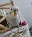 Pet budgerigar with a light blue color