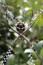 Female in California (ventral side)