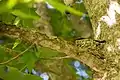 Female Cape Batis Incubating