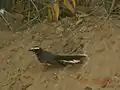 in Thar desert, India.