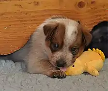 Australian Cattle Dog puppy