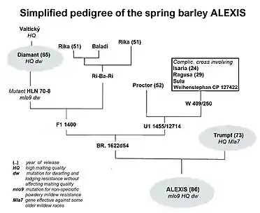 Pedigree of Alexis barley