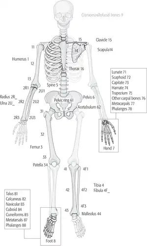 AO classification