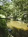 Kedron Brook looking upstream, Kalinga Park, Kalinga (2021)