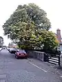 Boswall Rd field elm cultivar, early autumn