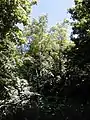 Fastigiate field elm, Warriston Cemetery, Edinburgh