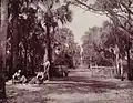 Palmetto glade in 1893