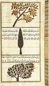 Image 7Quince, cypress, and sumac trees, in Zakariya al-Qazwini's 13th century Wonders of Creation  (from Science in the medieval Islamic world)