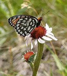 A regal fritillary (Speyeria idalia) gets a meal from a purple coneflower (Echinacea angustifolia) at Lake Emma WPA in Waubay Wetland Management