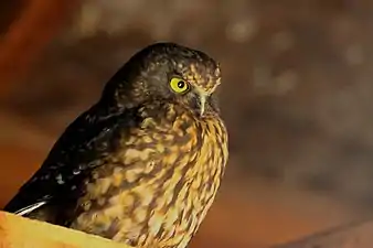 Morepork resting in a garage