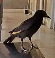 A Tristram's starling, near Masada