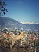 Alongside pet dogs, stray dogs are also worshipped on this day.