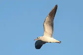 A gull flying over Taudaha Lake