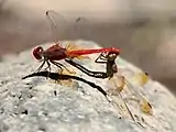 Male and female mating