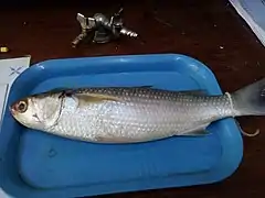 A preserved Flathead grey mullet on a tray