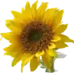 A sunflower.