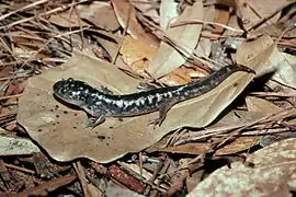 Tiger salamander