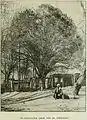 Dense-branched elm, upright form, Turkestan, c.1900