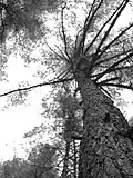 A tree in the Motithang Takin Preserve