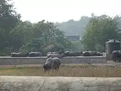 Buffaloes grazing in a dairy farm at Aarey Colony