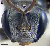 A. australis worker face. Scale bar = 0.25 mm