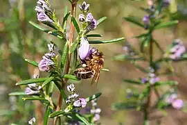 Bee feeding on nectar in the Monfragüe National Park.