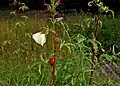 Abelmoschus manihot ssp. tetraphyllus in Goa, India.