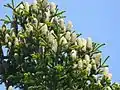 Abies cilicica, close-up