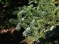 Foliage of a Spanish fir 'Glauca'