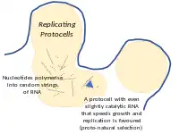 Nucleotides in a protocell in a hydrothermal vent can polymerise into random strings of RNA. Any that have even slight catalytic activity will favour the growth and replication of their protocells, a start to natural selection.